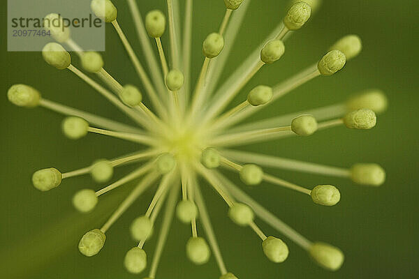 Close up of wild Celery growing on the shore of Lake Como PA.