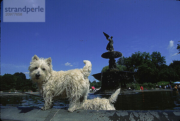 Dogs in Central Park.