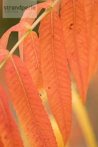 Fall leaf detail  Lowell  Maine.