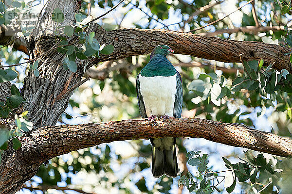 Kereru Native New Zealand Pigeon in Tree