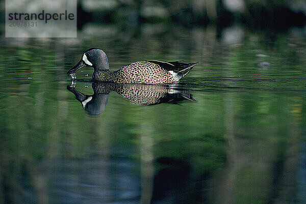 Blue Wing Teal