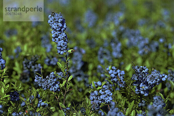 Blueberries