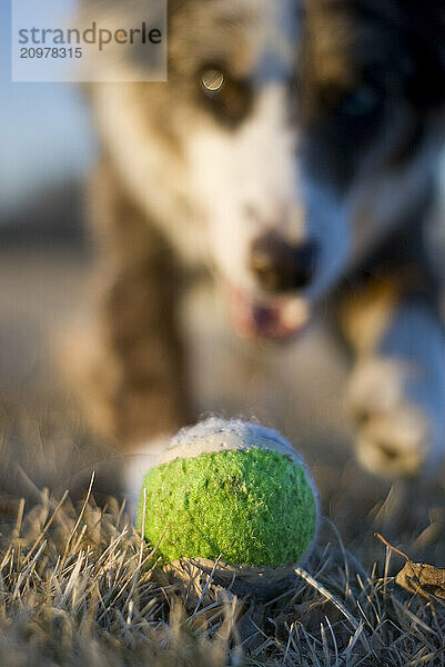 An Australian Shepherd caught just before grabbing a tennis ball off the ground.