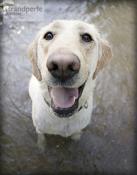 Wide angle portrait of a good natured yellow labrador retriever sitting in a shallow river bed.