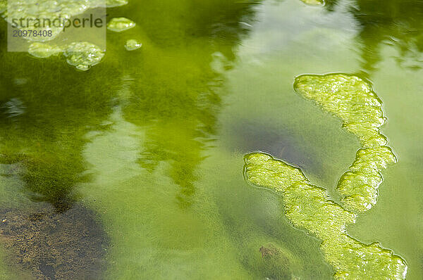 Green Algae on pond  La Plata Canyon  San Juan National Forest  Mayday  Colorado.