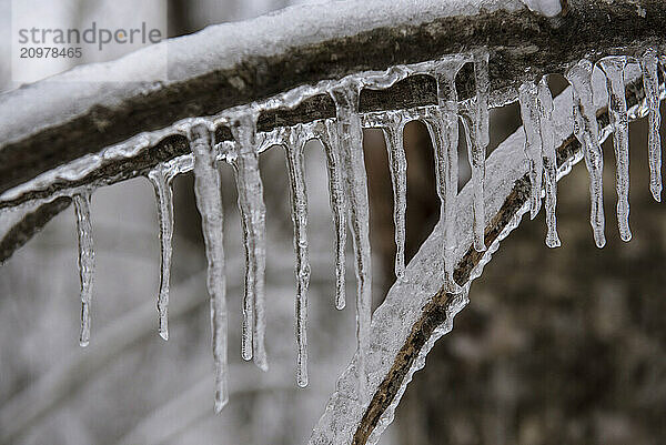 Icicles on frozen branch of tree