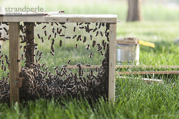 Installing bees in a hive