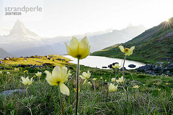 Sunset over Matterhorn and Stellisee lake surrounded by flowers