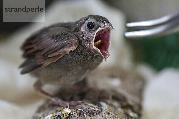 baby bird at Wild Care Cape Cod