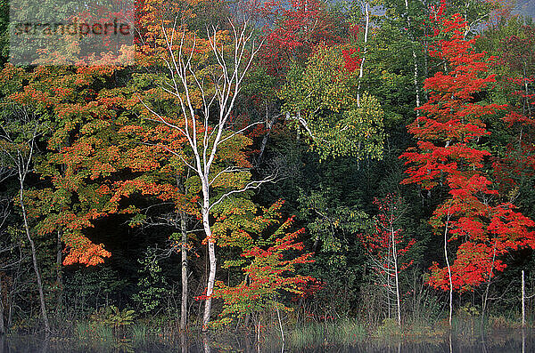 Fall colors.