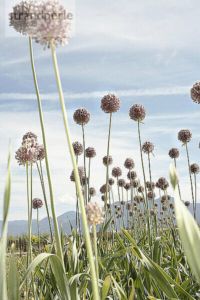 Organic garlic growing on an organic farm in Taos New Mexico.