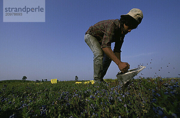 Blueberry Pickers