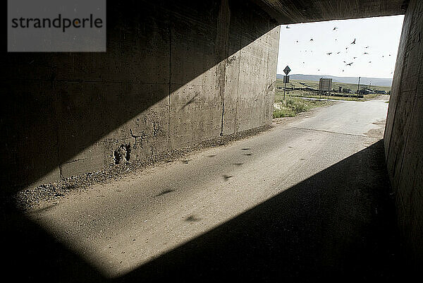 The long shadows beneath this Colorado underpass tunnel hide the mud nests made by the swallows (disambiguation) in flight; back lit