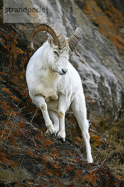 Dall Sheep Ram navigating steep cliff in Alaska