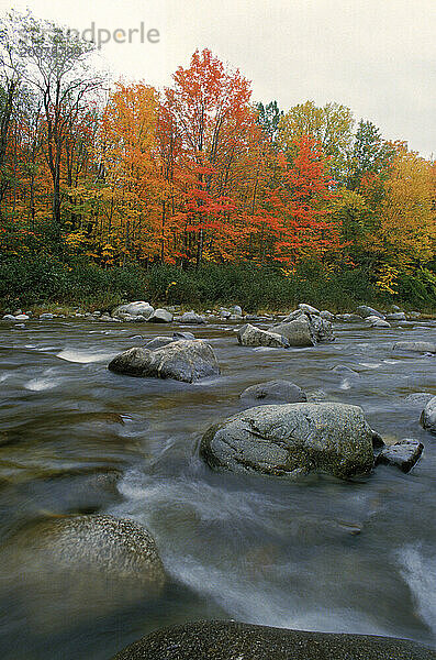 Fall folliage river and rocks.