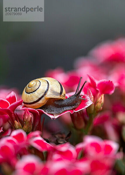 Close up of garden snail crawling across bright pink flowers.