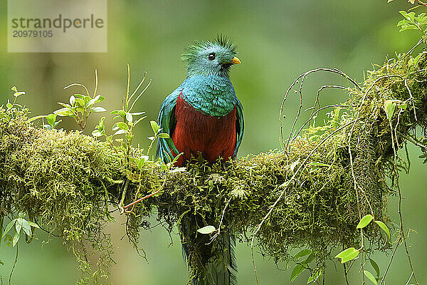 closeup of resplendent quetzal on moss covered branch in cloud forest