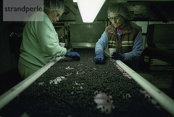 Frozen blueberry packing and processing