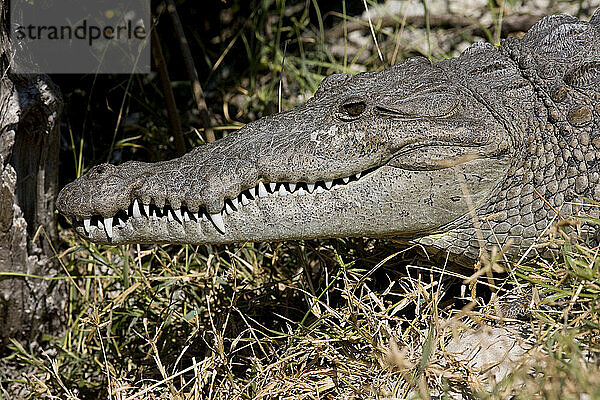 Crocodile (crocodylus acutus) in Everglades National Park  Florida.