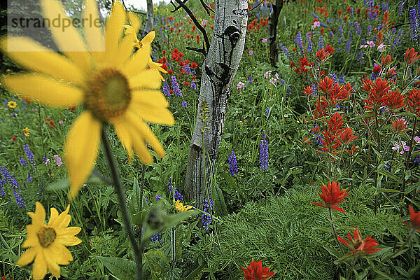 Wildflowers in bloom  Wyoming  USA.