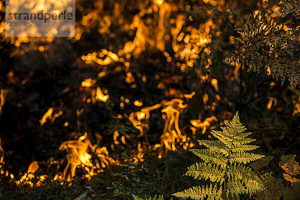 A Green Fern Amidst The Orange Flames Of A Fire