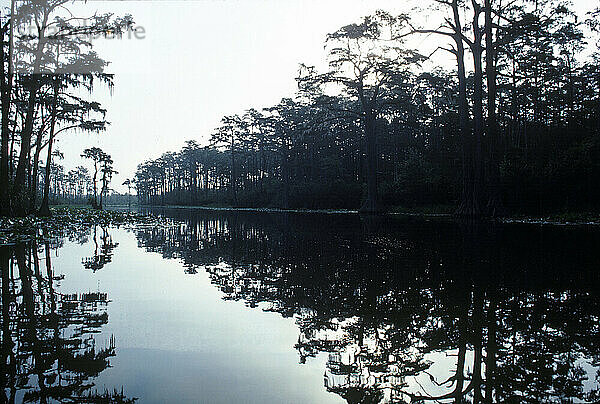 Okefenokee Swamp