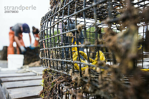 An Oyster Restoration Volunteers Behind A Cage Used For Raising Oyster Spats To Adults