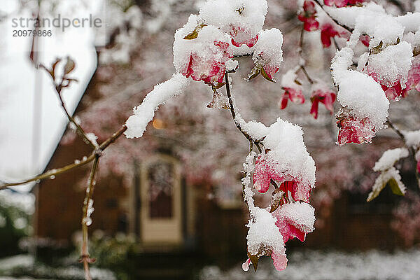 Late spring snow sits on branch of flowering tree