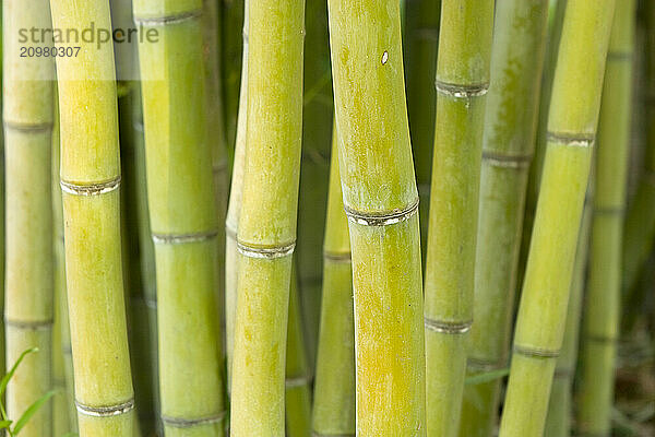 Pattern shot of bamboo.