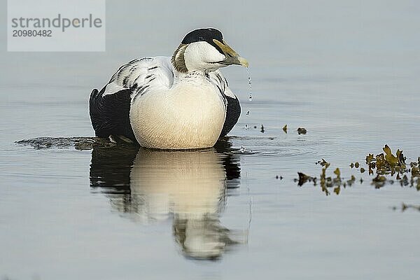 Common eider (Somateria mollissima)  Norway  Round Island  Europe