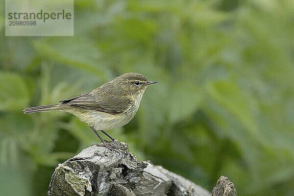 A single bird stands on a weathered tree stump against a green background