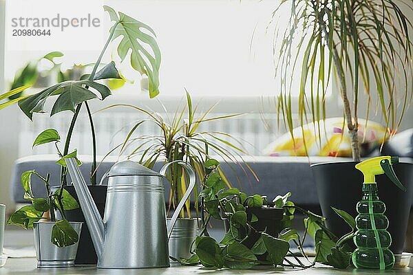 Potted epipremnum  ficus robusta  dracaena marginata  chamaedorea  monstera  gray background. Collection of various tropical green plants  different pots. Home gardening  hobby  shop showroom concept