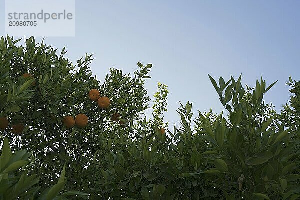 Tangerine trees on a beautiful summer day on Cyprus