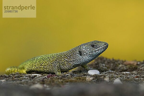 A green lizard on a floor with moss and small stones against a yellow background