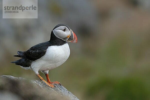 Puffin (Fratercula arctica) on rocks  Norway  Runde Island  Europe