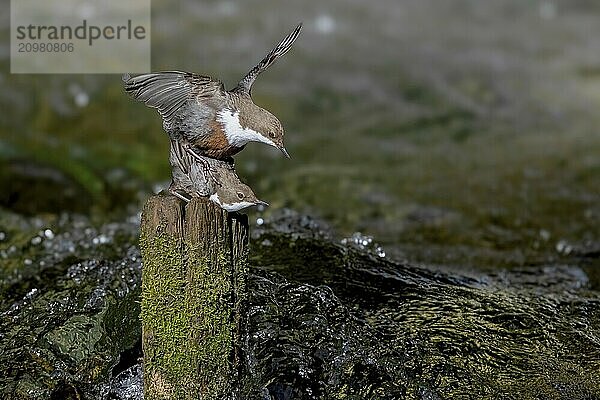 White-throated Dipper (Cinclus cinclus) copula on wooden pole in water  Austria  Upper Austria  Europe