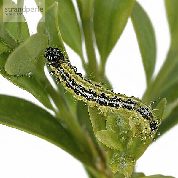 Box tree moth caterpillar crawling on a branch with box tree leaves cropped on white