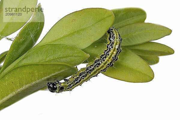 Box tree moth caterpillar crawling on a branch with box tree leaves cropped on white