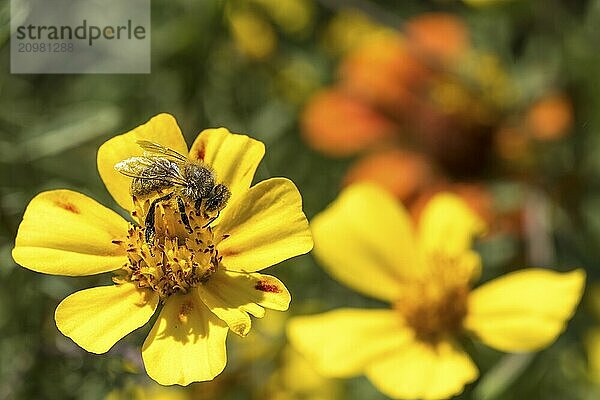 Honey bee on a flower in front of a blurred green background with text space