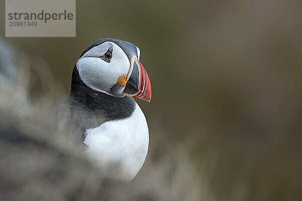 Portrait of a puffin (Fratercula arctica)  Norway  Runde Island  Europe