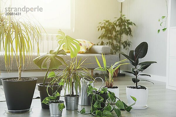 Collection of various tropical green plants in different pots on gray background. Sunligt from window. Home gardening  greenery composition  flowerpots in interior design decorations  hobby concept