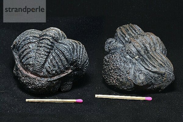 Two views of the same trilobite fossil on a black background. The tightly curled position shows that this trilobite died quickly