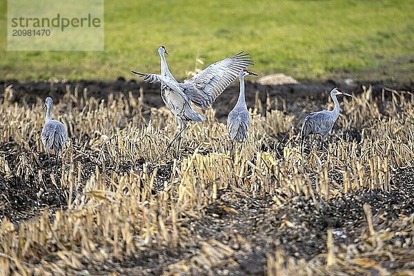 Flock of Sandhill Cranes of a field  before migrating south showing their dance creations