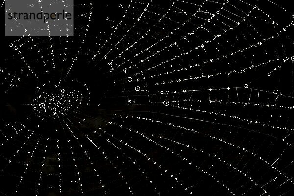 Spider web with water droplets against a black background