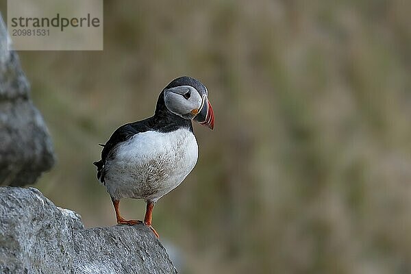 Puffin (Fratercula arctica) on rocks  Norway  Runde Island  Europe