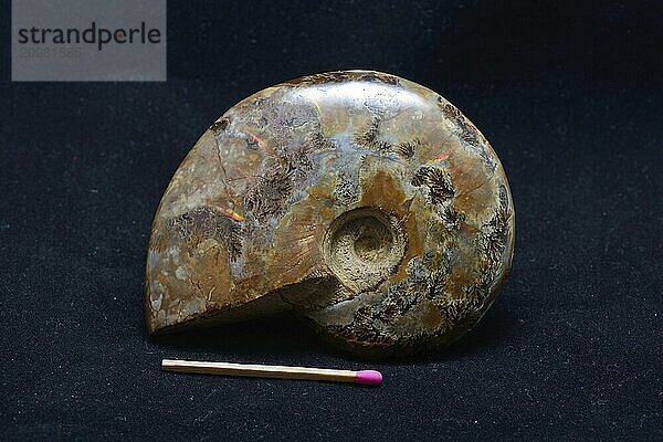 An ammonite fossil on black background