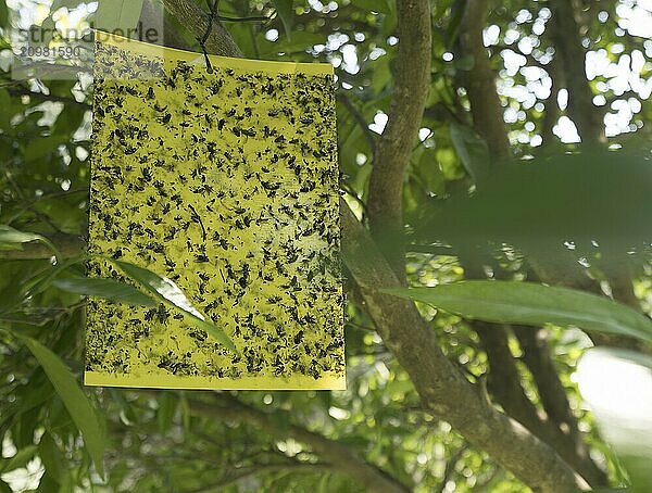 Adhessive tape insect trap to catch bees hanging on the tree in a park on Cyprus