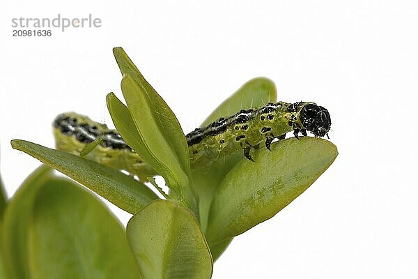 Box tree moth caterpillar crawling on a branch with box tree leaves cropped on white