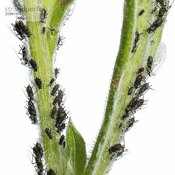 Aphids partly with wings sucking on a plant stem in front of a white background