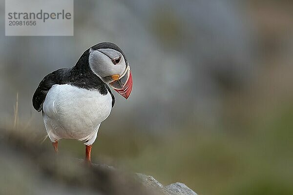 Puffin (Fratercula arctica)  Norway  Runde Island  Europe